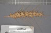 Click for 1 image(s) for this accession. Spike
